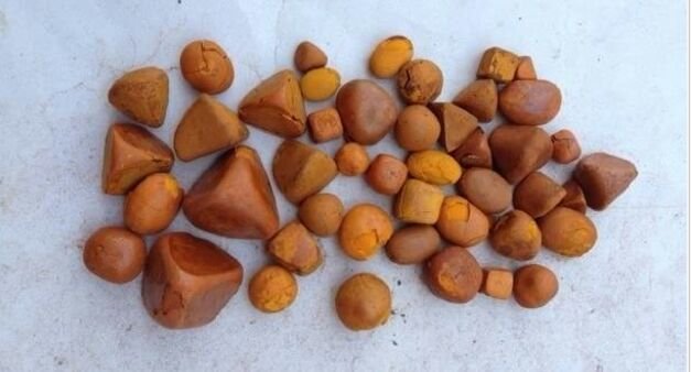 COW GALLSTONES FOR SALE
