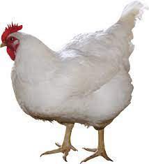 Chicken For Sale and export