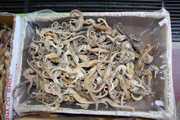 DRIED SEA HORSE FOR SALE AND  SEA CUCUMBER