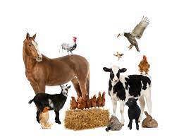 Livestock for sale in bulk