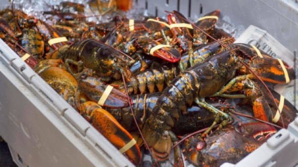 Fresh Lobsters For Sale / Frozen Seafood Exporter