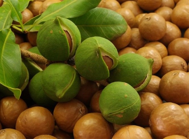 MACADAMIA NUTS IN SHELL:FOR SALE