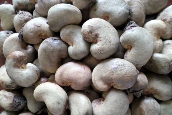 Cashew Nuts In shell for sale