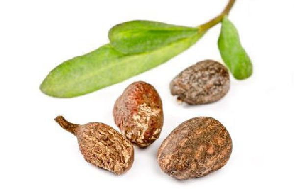  Buy Shea Nuts online in bulk quantity
