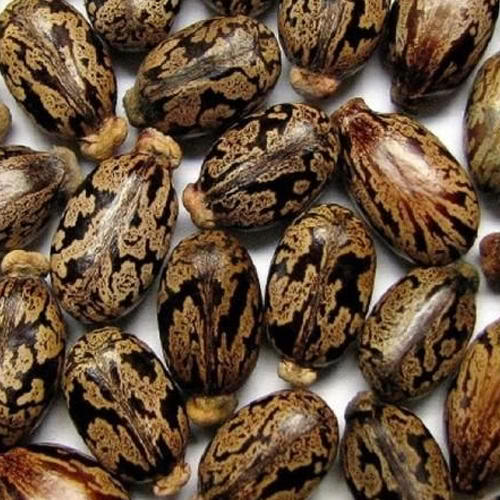 Castor Seeds for export — wholesale castor seeds supplied by Gloogal Market Castor Seeds for export — wholesale castor seeds supplied by Gloogal Market