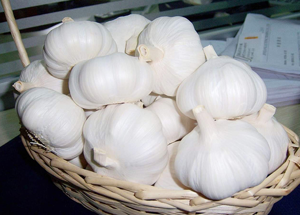 Fresh White Garlic for export — wholesale fresh white garlic supplied by Gloogal Market Fresh White Garlic for export — wholesale fresh white garlic supplied by Gloogal Market