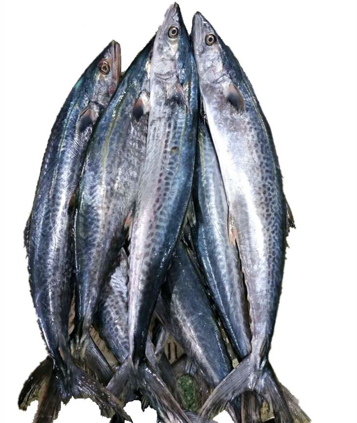 Whole frozen Spanish mackerel showing elongated bodies and spotted sides Whole frozen Spanish mackerel showing elongated bodies and spotted sides