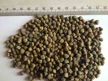 Vetch Seeds for export — wholesale vetch seeds supplied by Gloogal Market Vetch Seeds for export — wholesale vetch seeds supplied by Gloogal Market