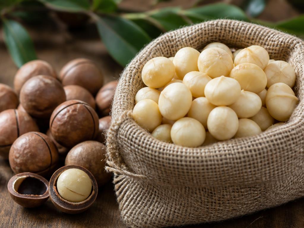 MACADAMIA NUTS IN SHELL:FOR SALE