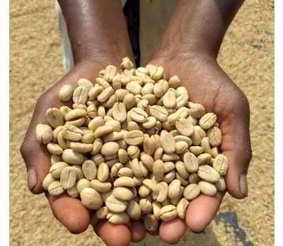 Lekempti Natural Coffee Beans for export — wholesale lekempti natural coffee beans supplied by Gloogal Market