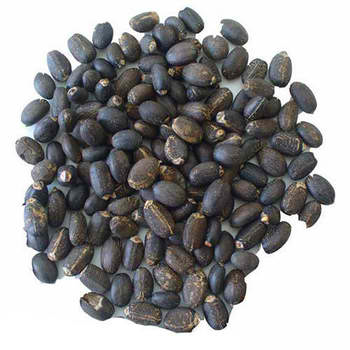 Jatropha Seeds for export — wholesale jatropha seeds supplied by Gloogal Market Jatropha Seeds for export — wholesale jatropha seeds supplied by Gloogal Market