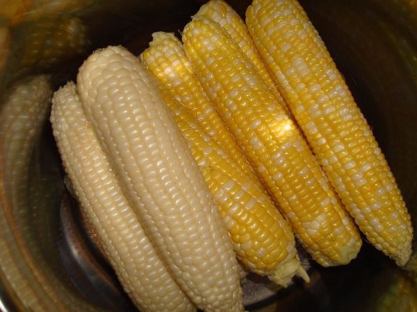 White and yellow maize cobs displayed together for product comparison