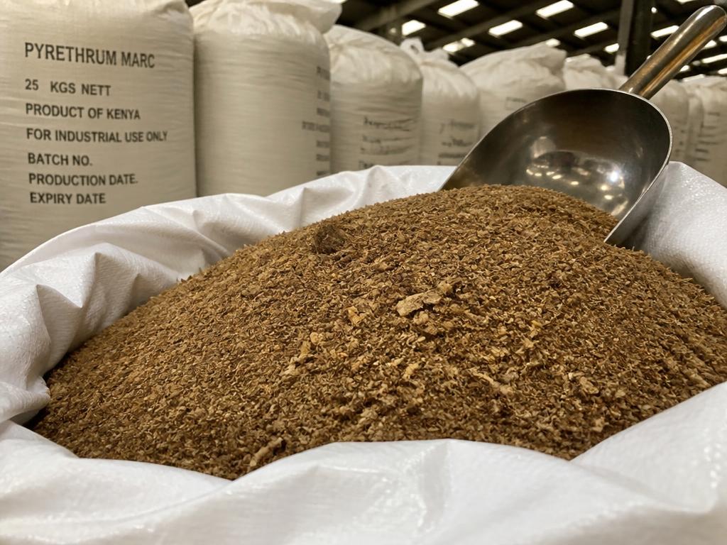 Pyrethrum Pale Refined Extract for Sale