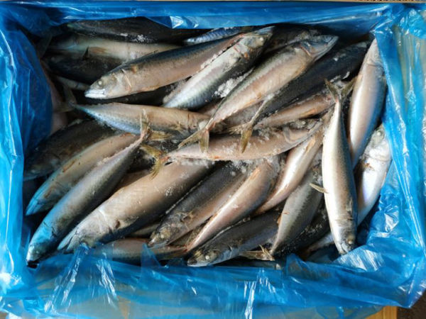 Whole Pacific mackerel inventory packed in a blue-lined carton