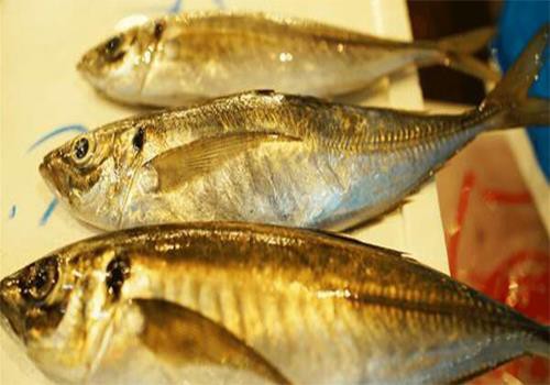 Whole horse mackerel displayed side-on for species identification