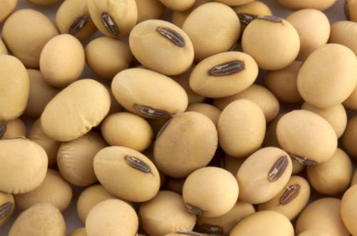 Soybeans Grain for sale in bulk