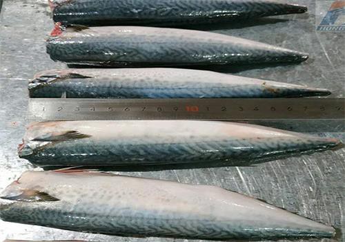 Raw skin-on Pacific mackerel fillets beside a measuring ruler Raw skin-on Pacific mackerel fillets beside a measuring ruler