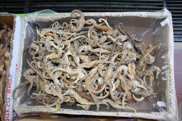 Buy Dried Seahorse: Seahorse