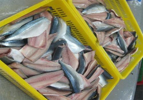 Raw Pacific mackerel fillets showing flesh and skin in processing trays