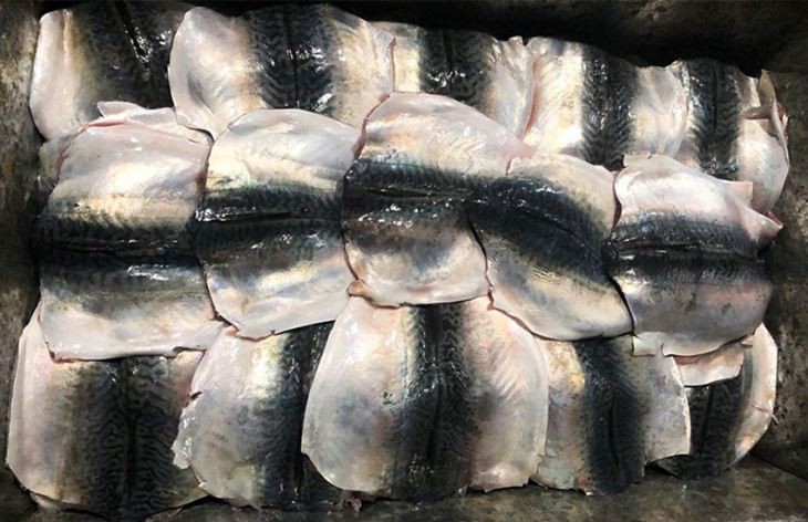 Pacific mackerel butterfly fillets packed together in a carton