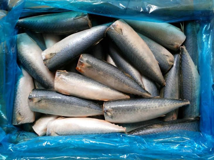 Wider view of Pacific mackerel HGT packed for frozen shipping