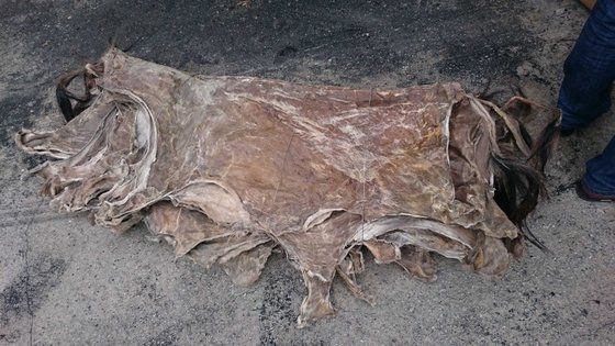 Dry Salted Donkey Skin, Frozen Donkey Meat,  Donkey Hide For sale: Donkey Skins Hides and Wet Salted Cow
