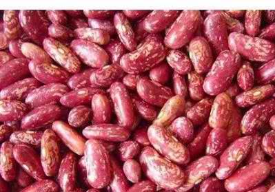 Red Speckled Kidney Beans for export — wholesale red speckled kidney beans supplied by Gloogal Market Red Speckled Kidney Beans for export — wholesale red speckled kidney beans supplied by Gloogal Market