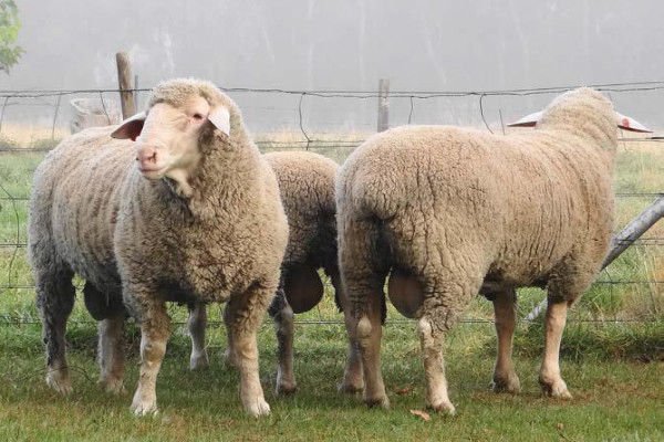 Dohne Merino Sheep for export — wholesale dohne merino sheep supplied by Gloogal Market Dohne Merino Sheep for export — wholesale dohne merino sheep supplied by Gloogal Market