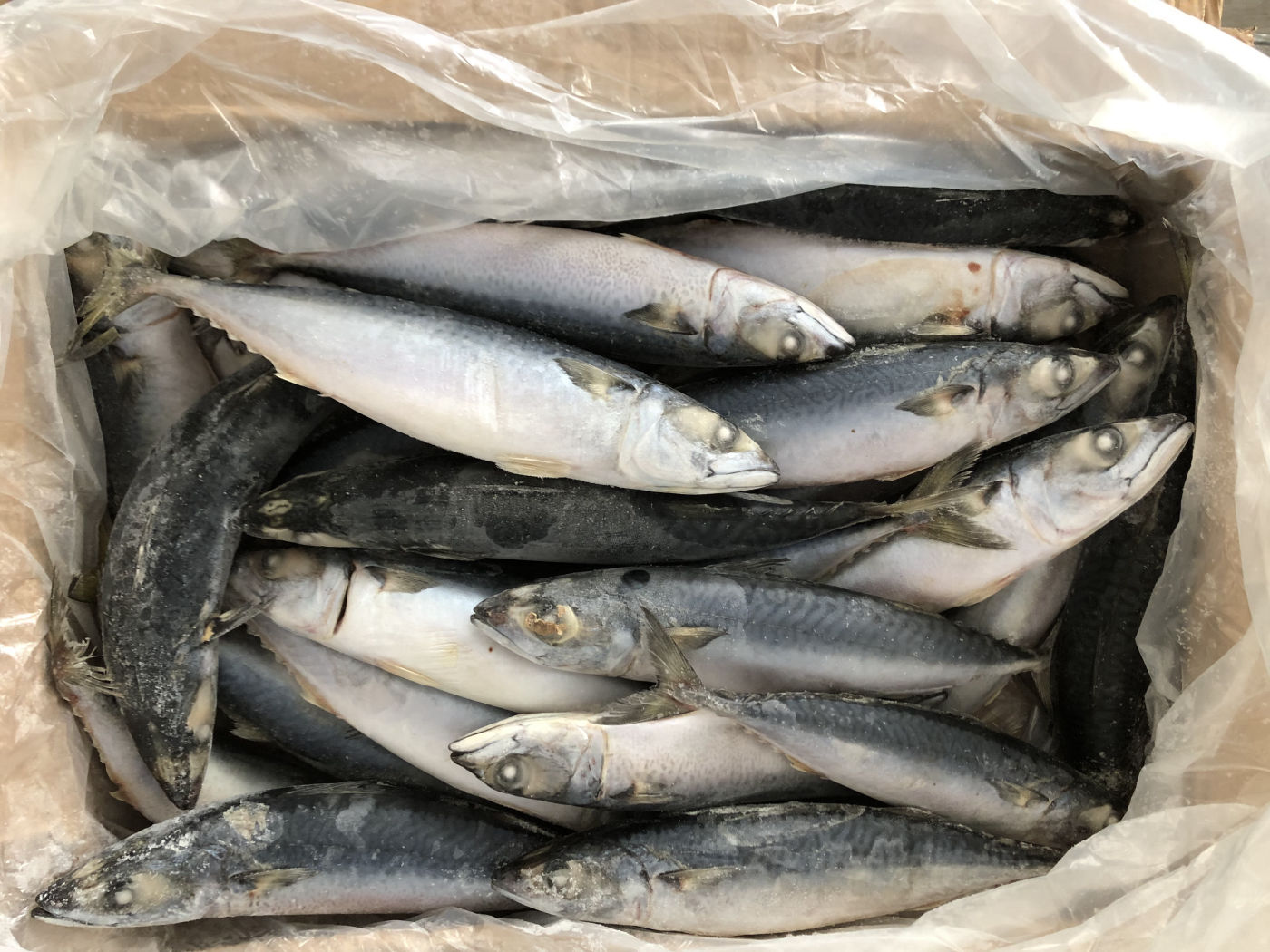 Frozen whole mackerel with ice crystals in a lined export carton Frozen whole mackerel with ice crystals in a lined export carton