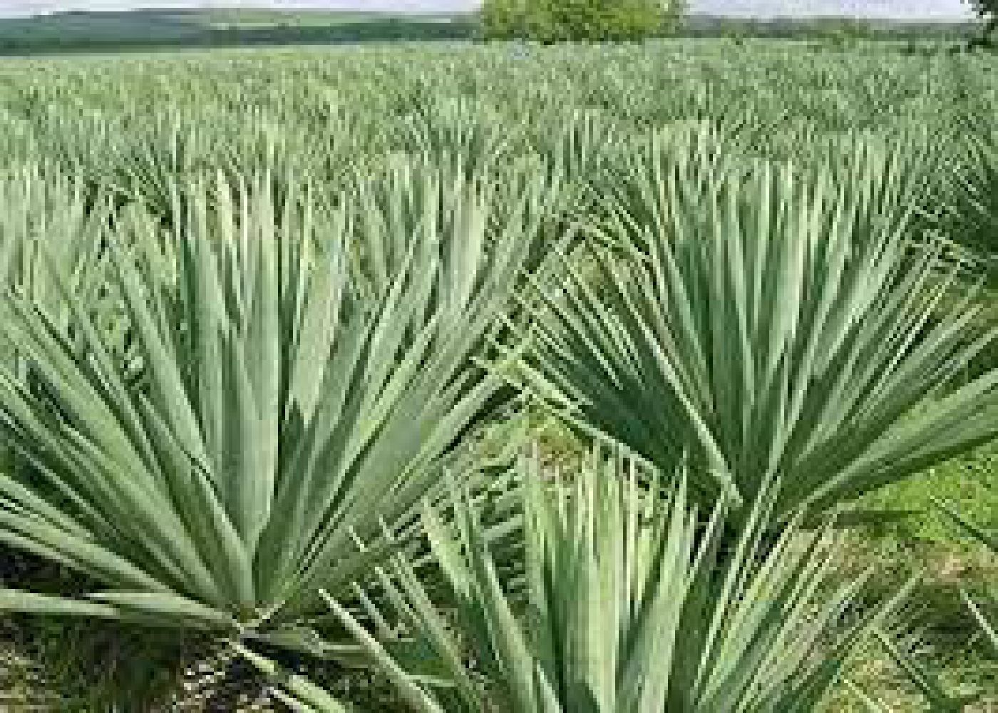 Premium Sisal Fiber Supplier: Images