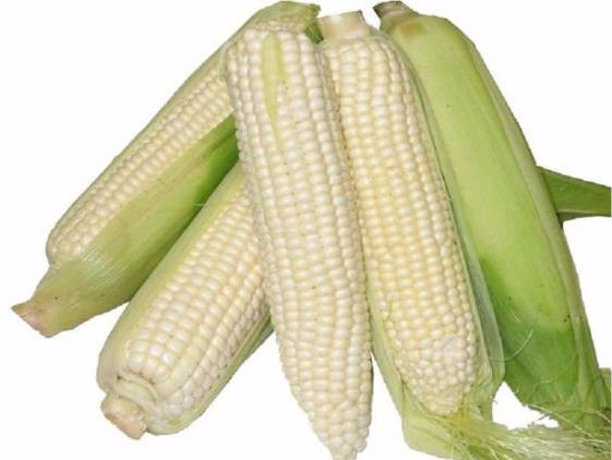 Fresh white corn cobs showing creamy white kernels and green husks