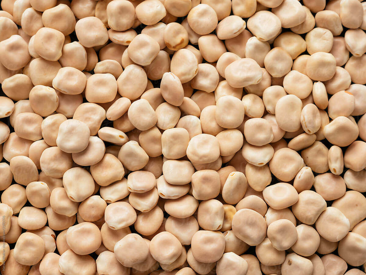 Lupin Beans for export — wholesale lupin beans supplied by Gloogal Market Lupin Beans for export — wholesale lupin beans supplied by Gloogal Market
