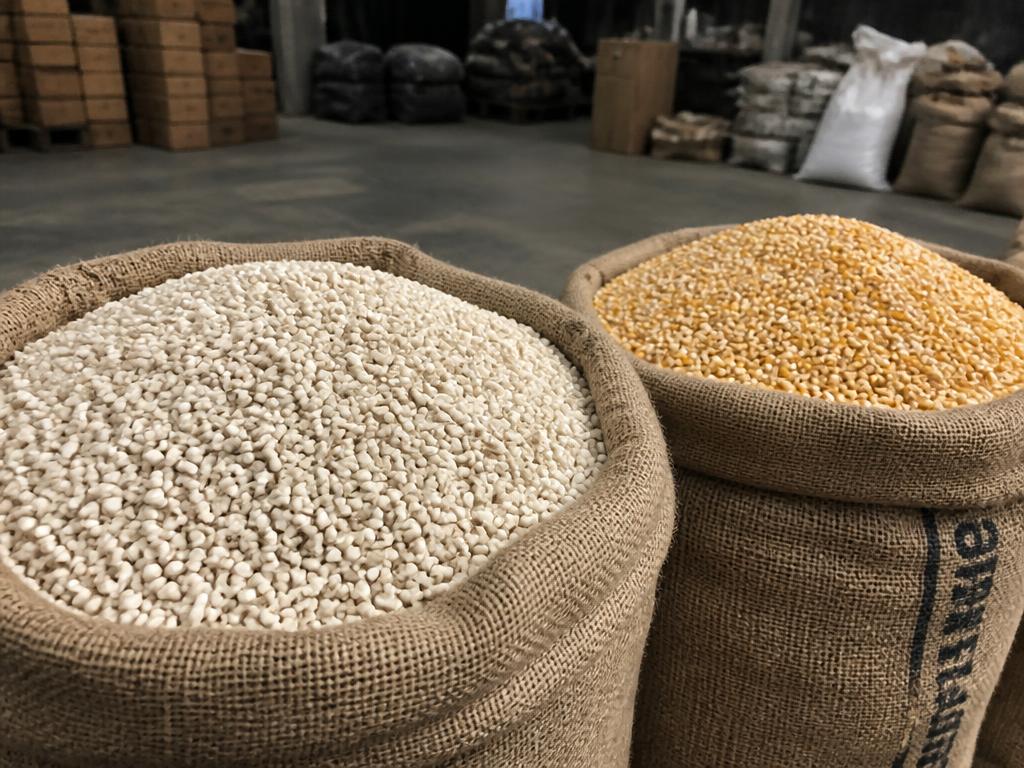 GMO-free white corn packed in 50kg bags for international shipping