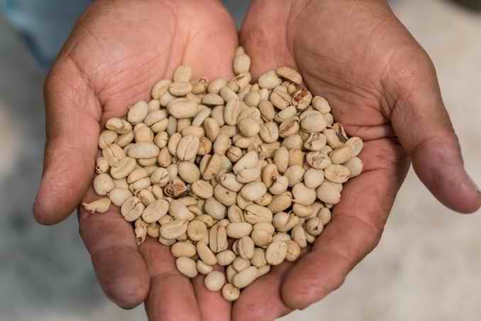 Sidamo Coffee Beans for export — wholesale sidamo coffee beans supplied by Gloogal Market