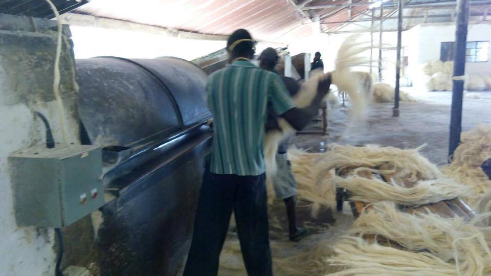 Workers shaking freshly decorticated and dried sisal fiber at a Kenyan processing plant