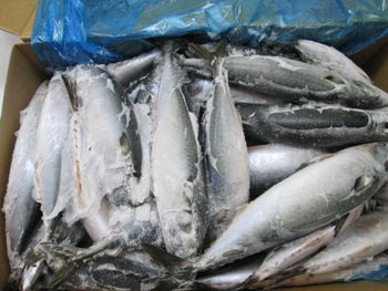 FROZEN PACIFIC MACKEREL FISH FOR SALE