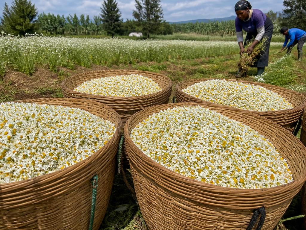 Pyrethrum Marc For sale in bulk