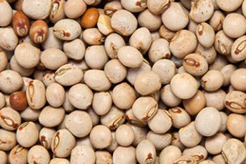 Pigeon Peas for export — wholesale pigeon peas supplied by Gloogal Market Pigeon Peas for export — wholesale pigeon peas supplied by Gloogal Market