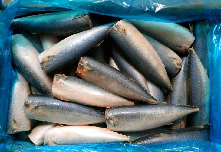 Headed gutted and tailed Pacific mackerel in a blue-lined carton Headed gutted and tailed Pacific mackerel in a blue-lined carton