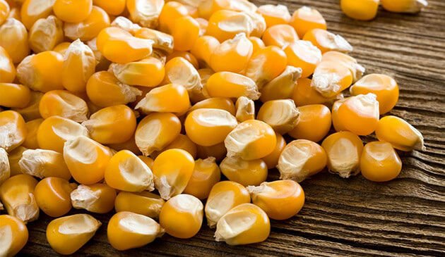 Bulk yellow corn packed in 50kg bags ready for export