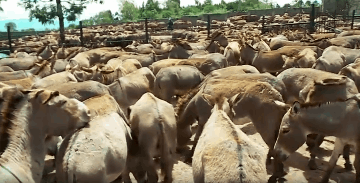 donkey skin for sale in kenya | Donkey Meat For Sale in Kenya