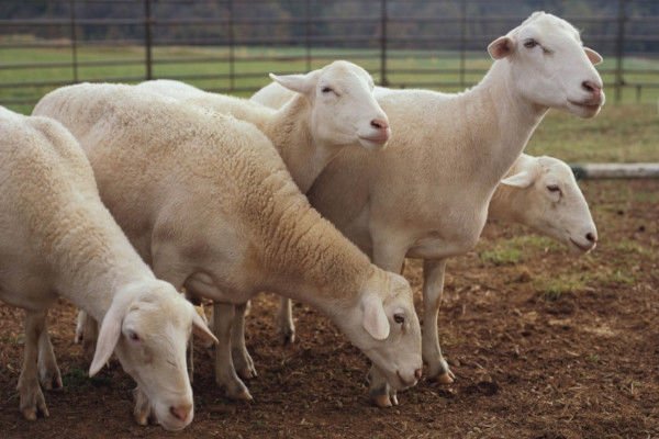 Dormer Sheep for sale