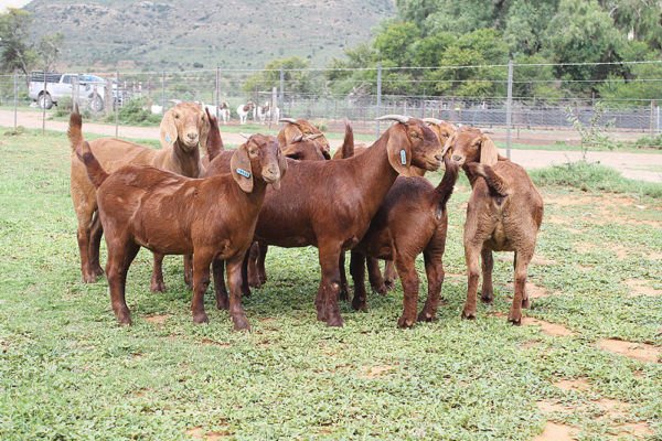 Kalahari Red Goat For Sale