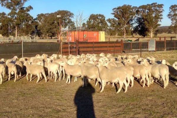 Mutton Merino Sheep for sale