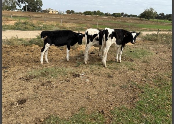 15 Holstein Friesian In-Calf Dairy, Breeding Heifers for sale