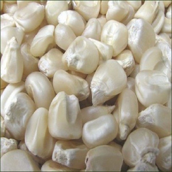GMO-free white corn packed in 50kg bags for international shipping